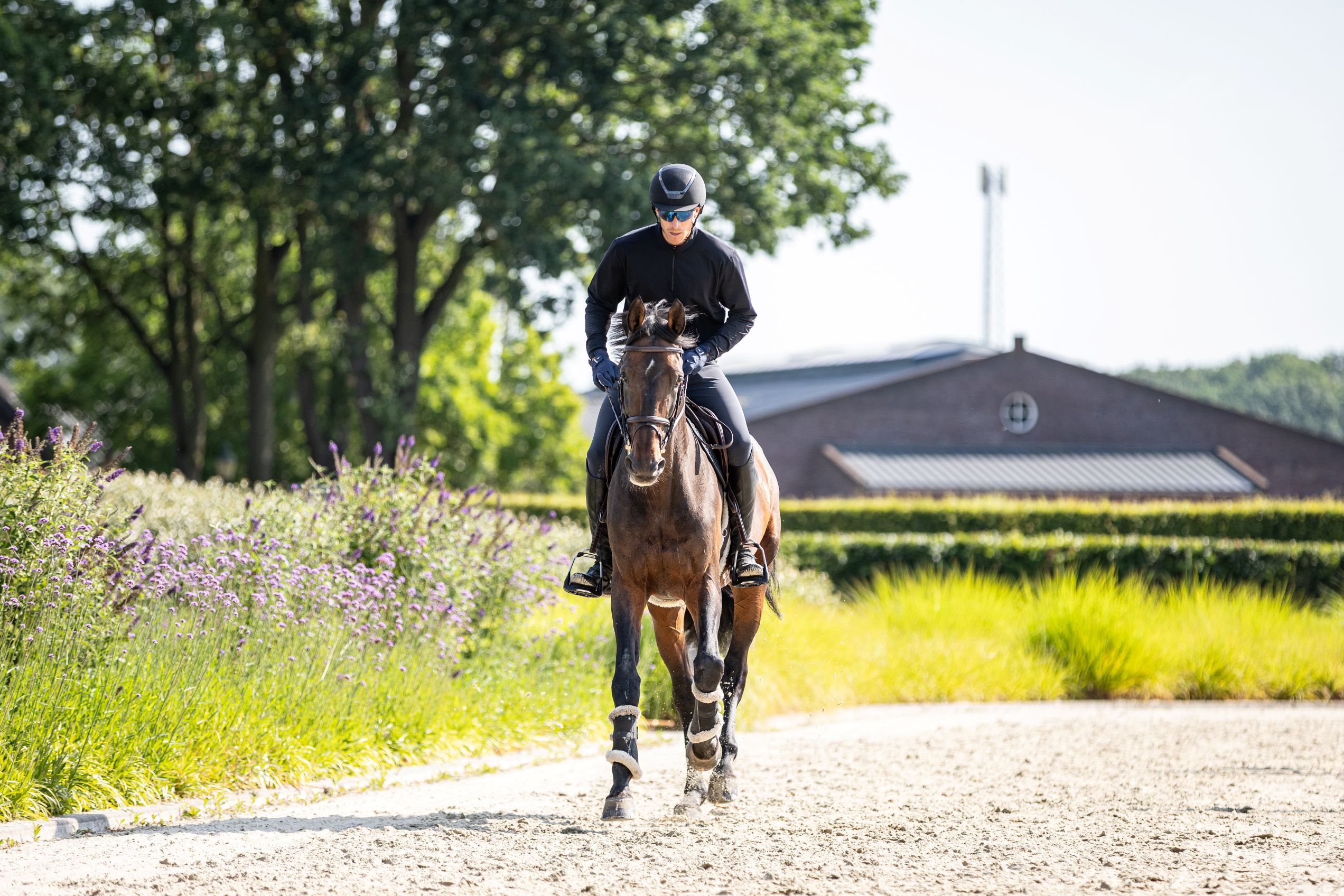 A rider on a dark brown horse training on a sandy track, flanked on either side by purple flowering shrubs and greenery, with trees and a brick riding school building in the background, in sunny weather.