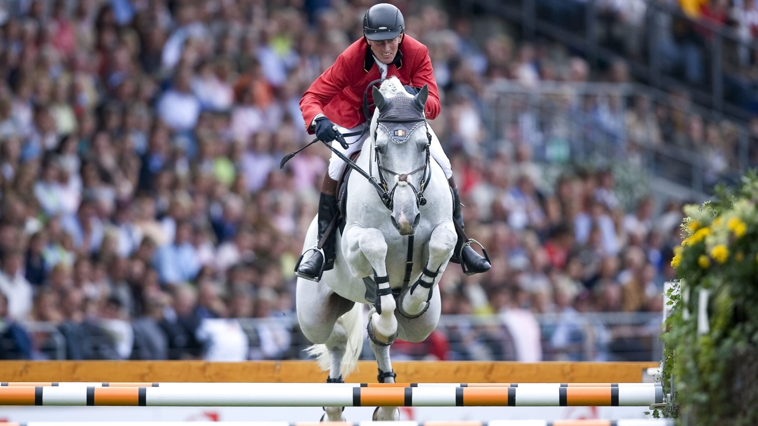 A rider in a red jacket and black helmet jumps over an obstacle on a white horse at a show jumping competition. In the background, a large, blurred crowd of spectators can be seen in the stands. On the right side of the picture, yellow flowers are placed at the edge of the course.